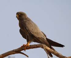 Image of Sooty Falcon