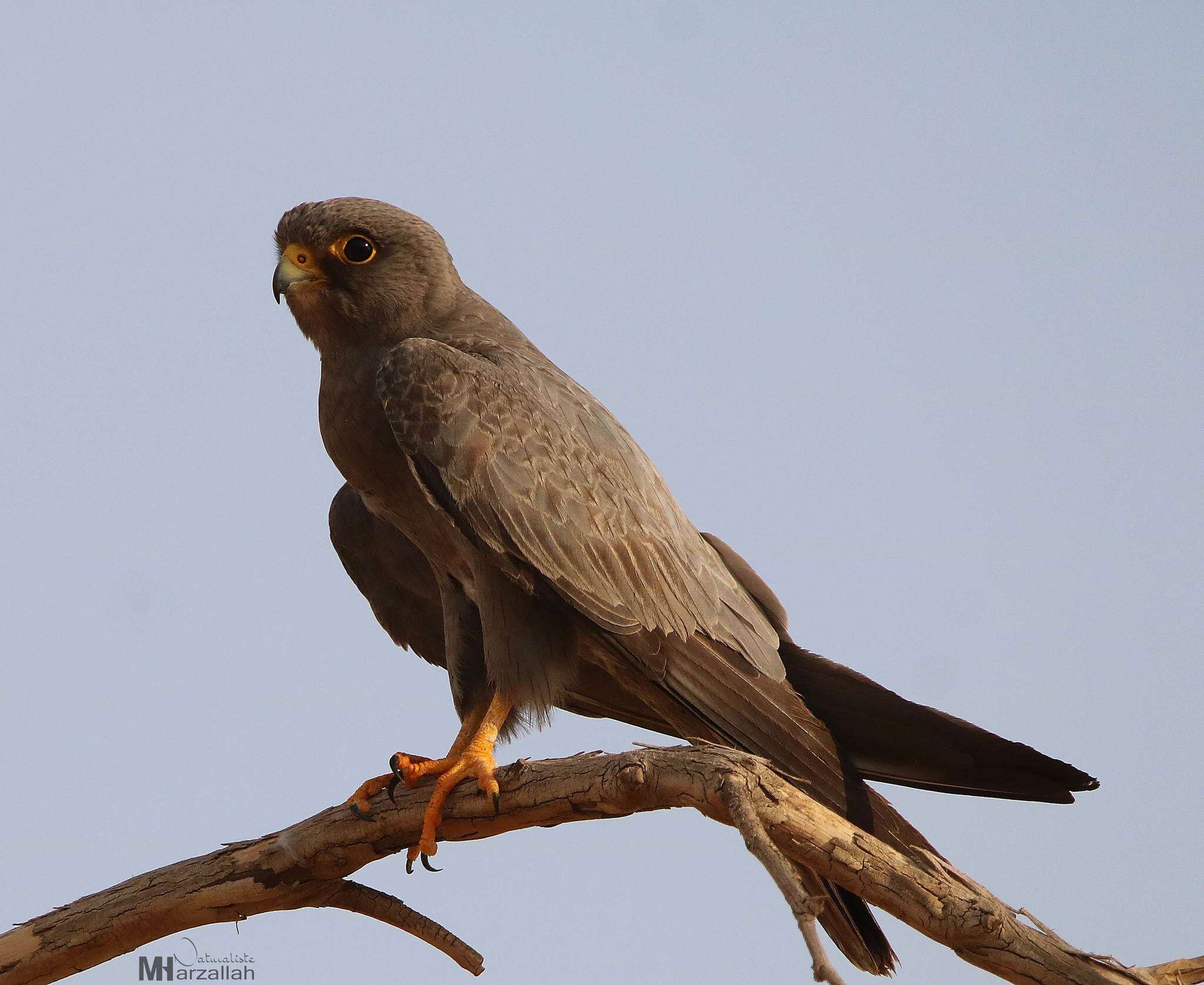 Image of Sooty Falcon