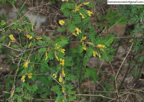 Image of Caragana pekinensis Kom.