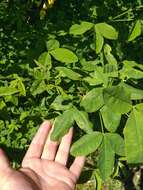 Image of Common Laburnum