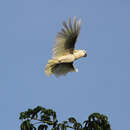 صورة Cacatua sulphurea abbotti (Oberholser 1917)