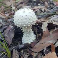 Image of Amanita pyramidifera D. A. Reid 1978