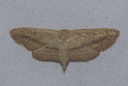 Image of Scopula emissaria Walker 1861