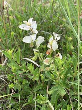 Image de Syncolostemon persimilis (N. E. Br.) D. F. Otieno