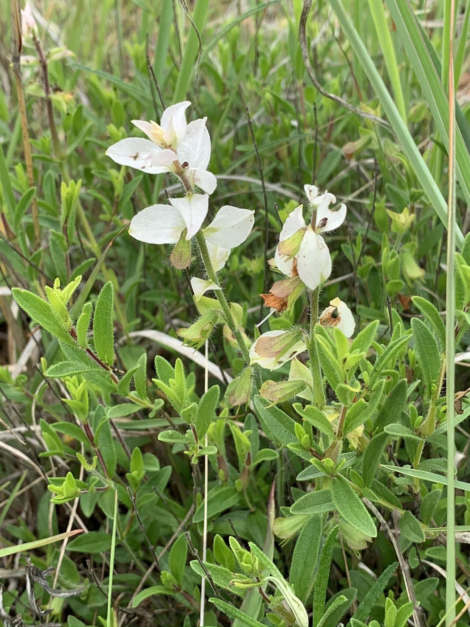 Imagem de Syncolostemon persimilis (N. E. Br.) D. F. Otieno