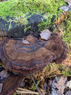 Image of Ischnoderma benzoinum (Wahlenb.) P. Karst. 1881