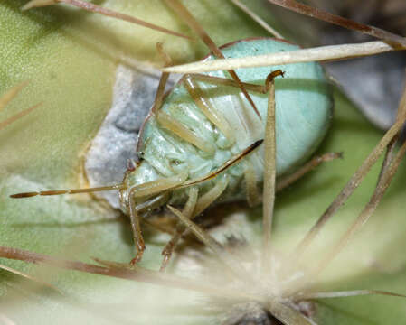 Image of Chlorochroa (Chlorochroa) opuntiae Esselbaugh 1948