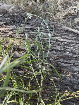 Image of Buddleja virgata L. fil.