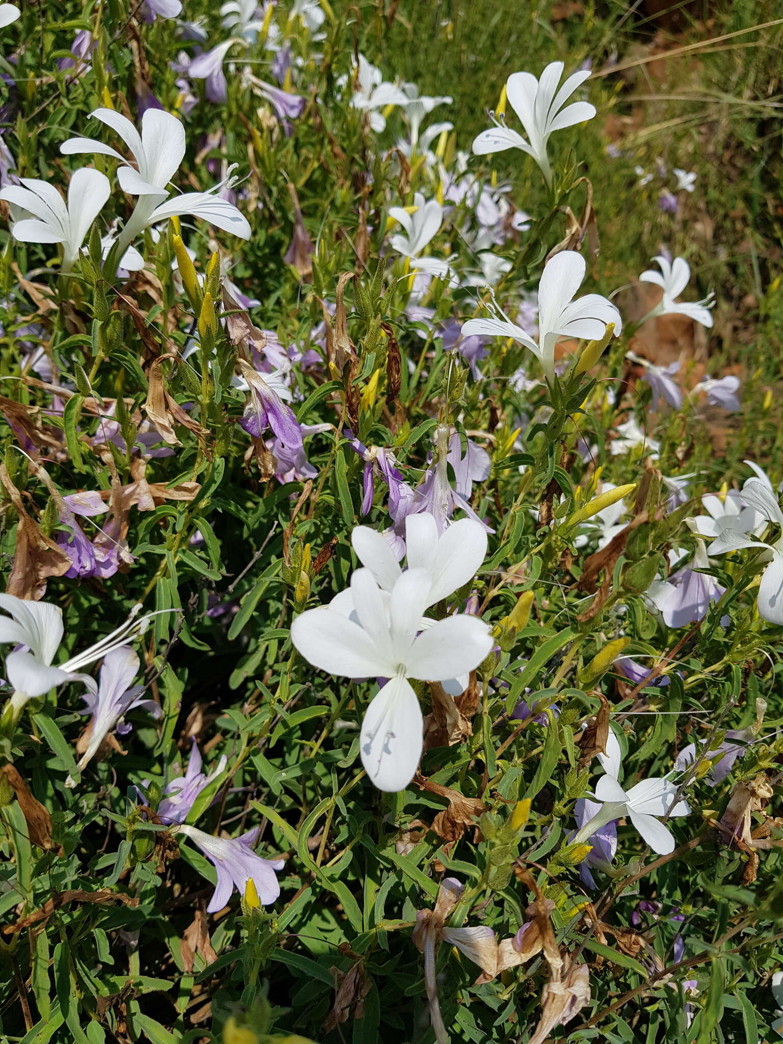 Image of Barleria pretoriensis C. B. Cl.