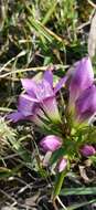 Image of Gentianella austriaca (A. & J. Kern.) Holub