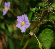 Image of Solanum prinophyllum Dun.