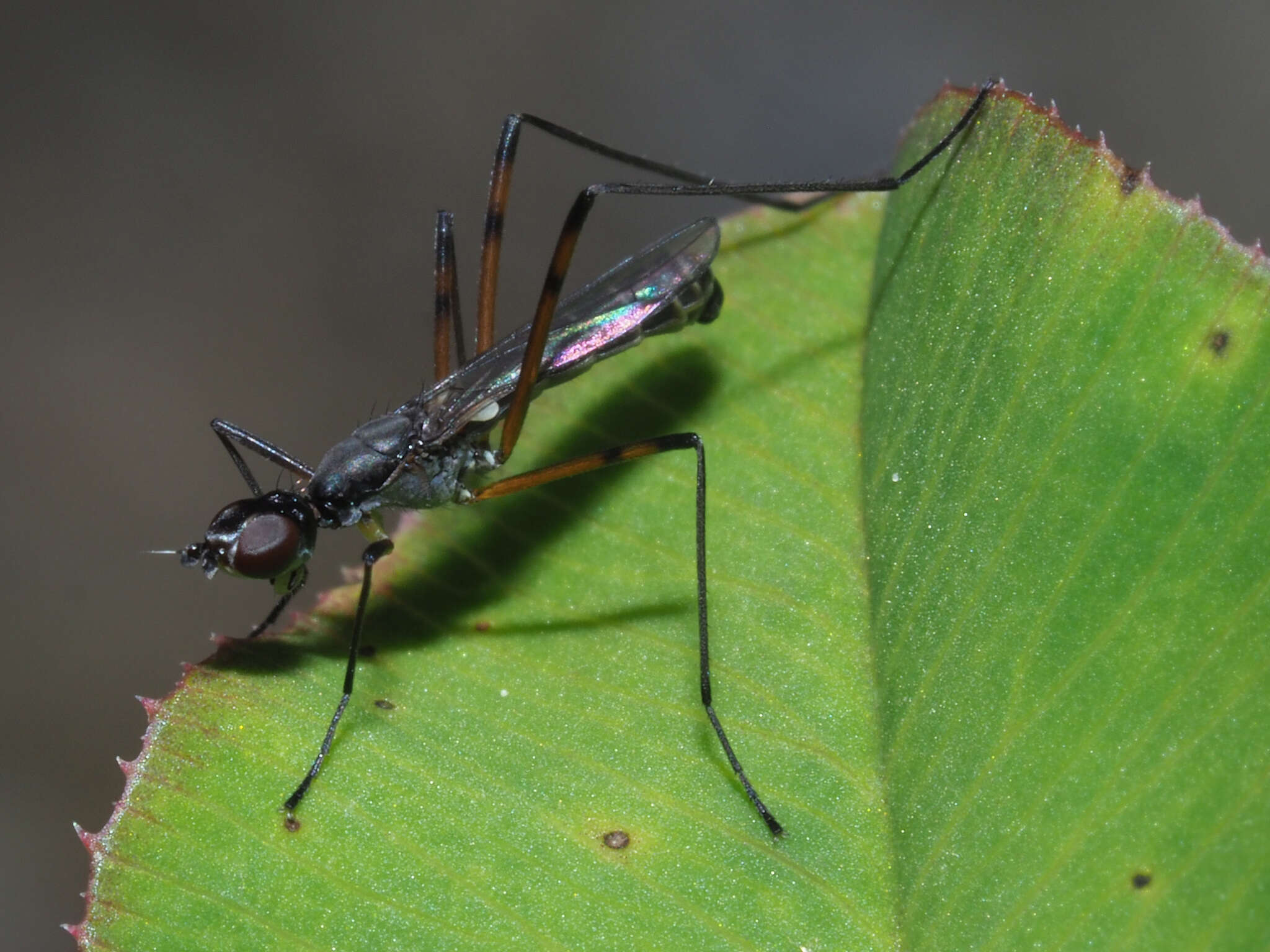 Micropeza corrigiolata (Linnaeus 1767) resmi