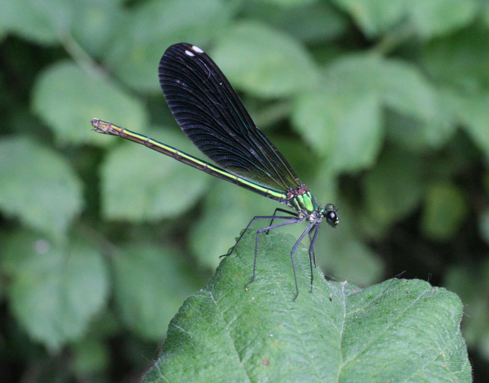 Image of Calopteryx splendens intermedia Sélys 1887