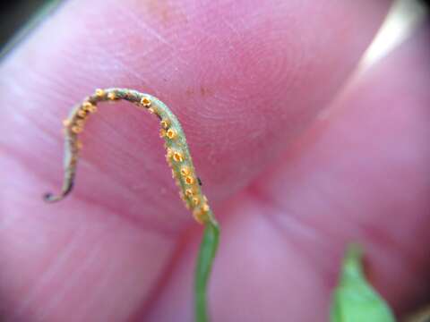 Image of Puccinia mariae-wilsoniae Clinton 1873