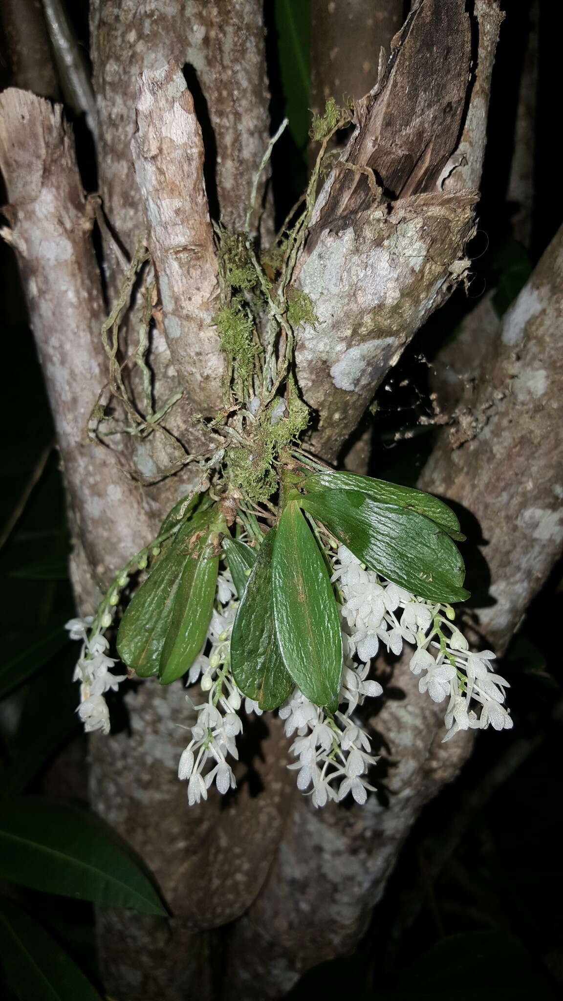 Image of Aerangis hyaloides (Rchb. fil.) Schltr.