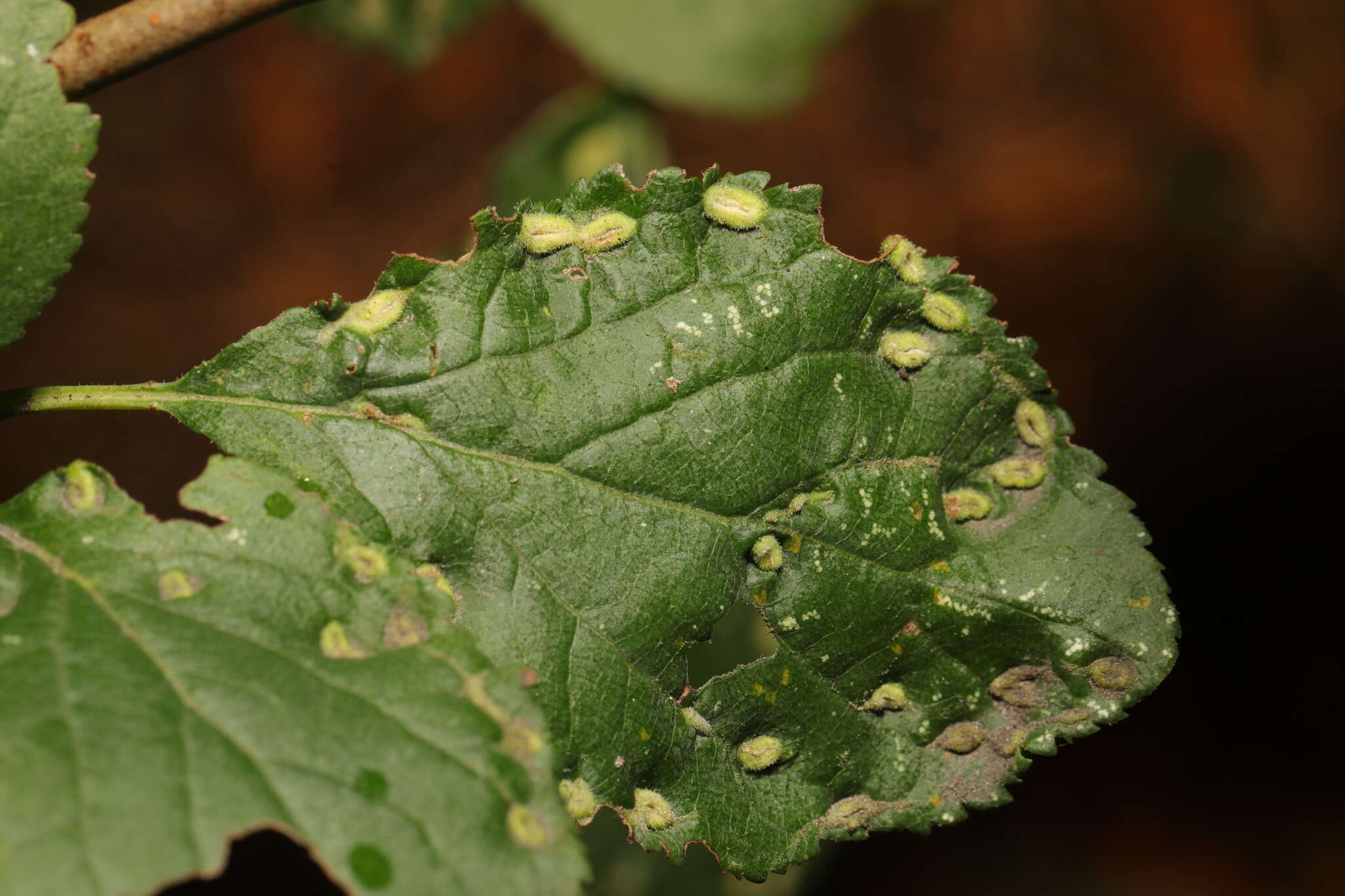 Image of <i>Eriophyes similis</i> (Nalepa 1890)