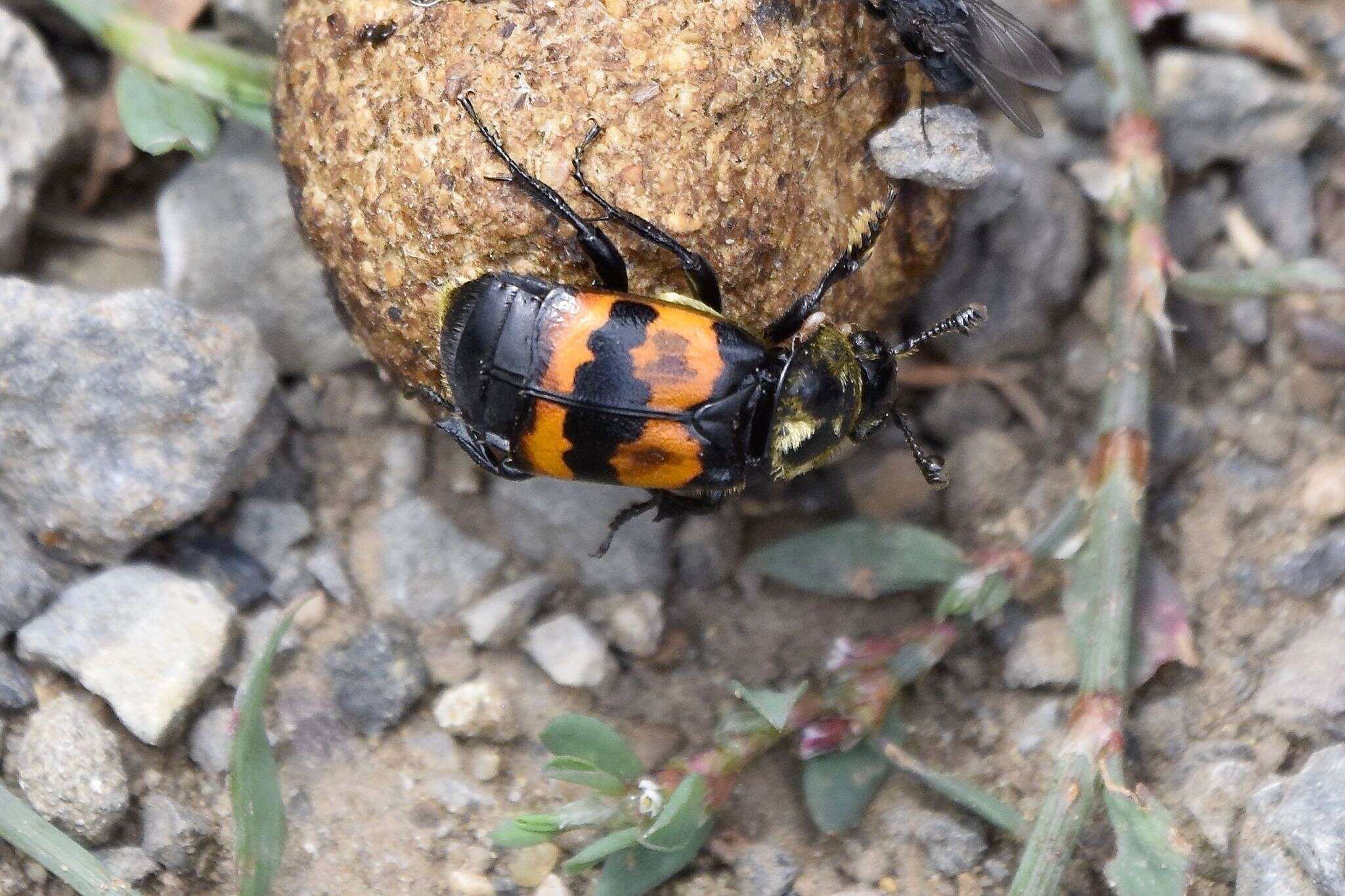 Nicrophorus (Nicrophorus) tomentosus (Weber 1801) resmi