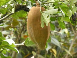 Image of Pachira speciosa Triana & Planch.