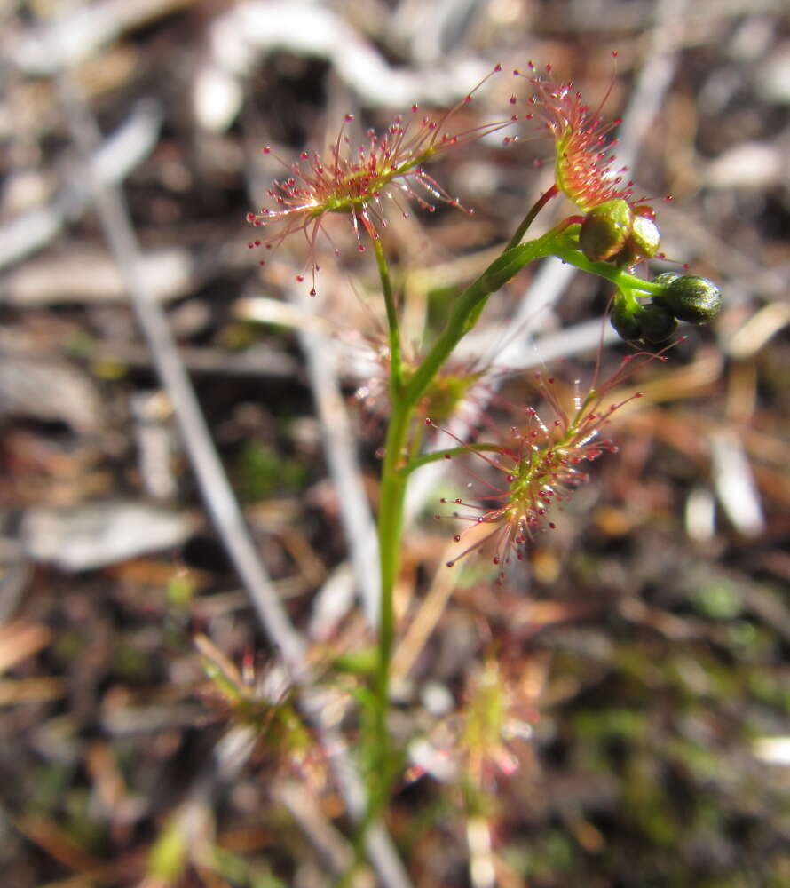 Image of Drosera peltata subsp. auriculata (Backh. ex Planch.) Conn