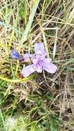 Image of Barbary Nut Iris