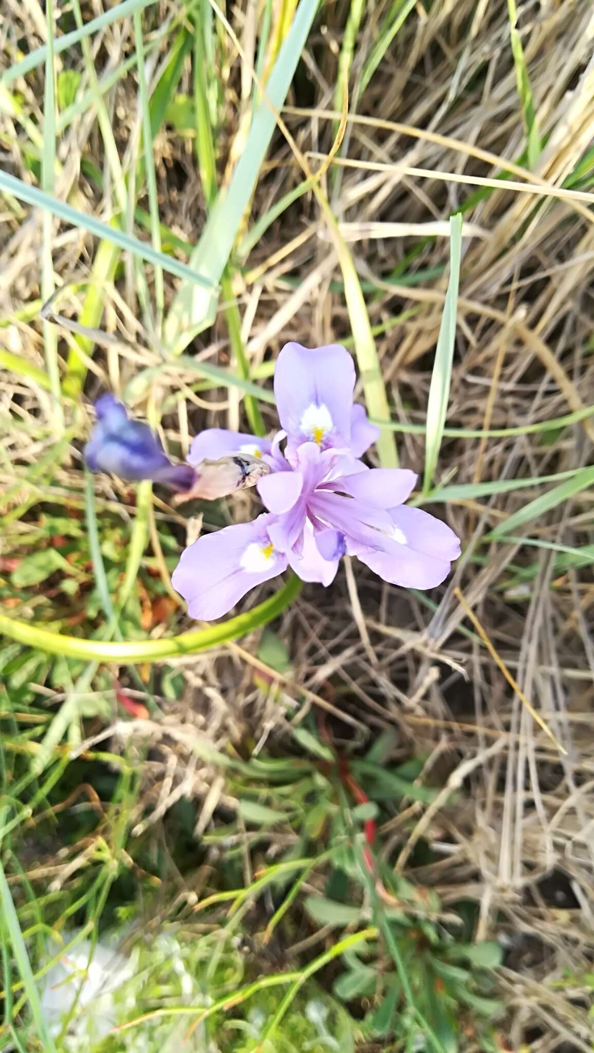 Plancia ëd Moraea sisyrinchium (L.) Ker Gawl.