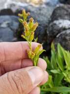 Image of Solidago simplex var. ontarioensis (Ringius) G. S. Ringius