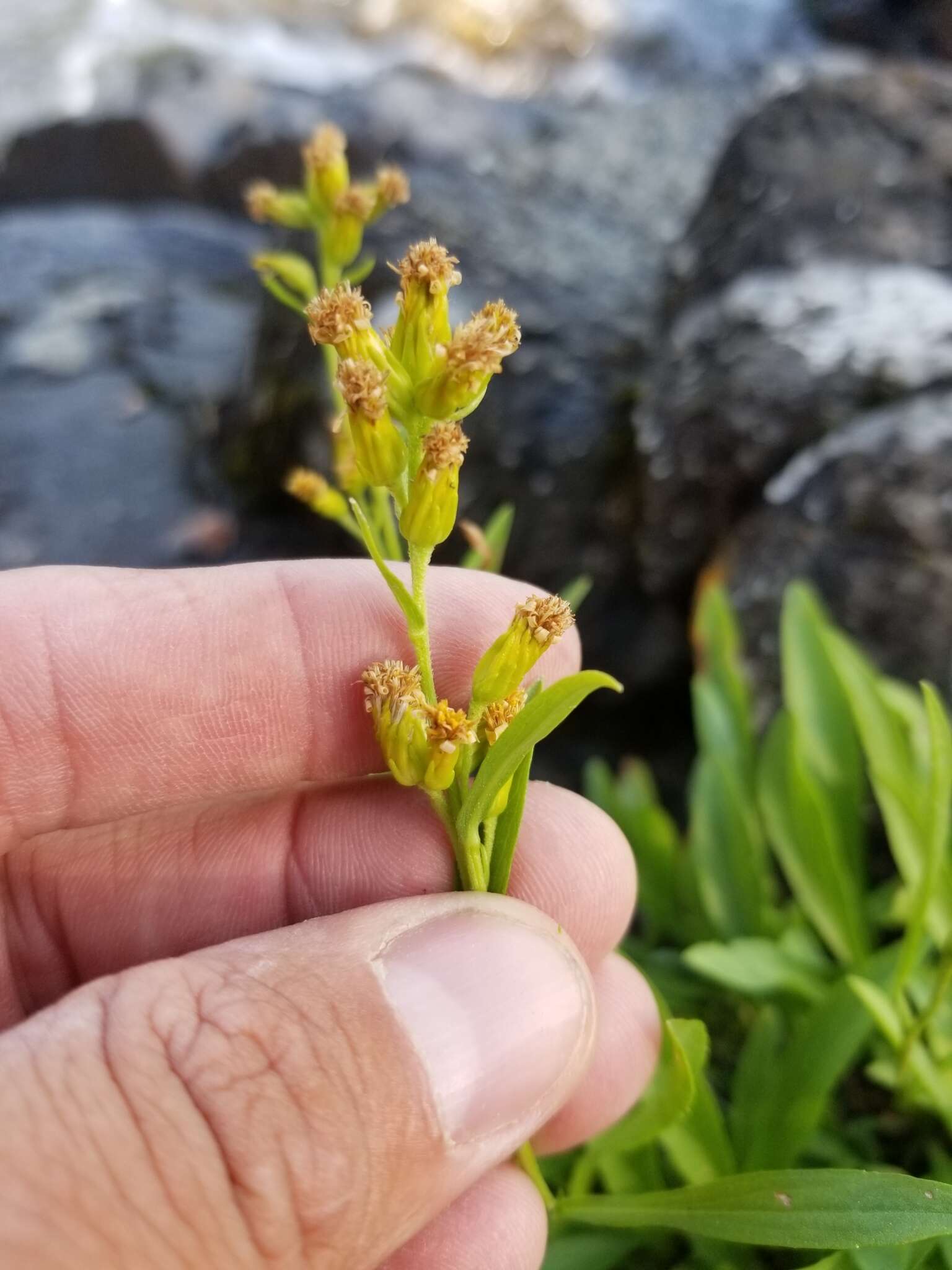 Image of Solidago simplex var. ontarioensis (Ringius) G. S. Ringius