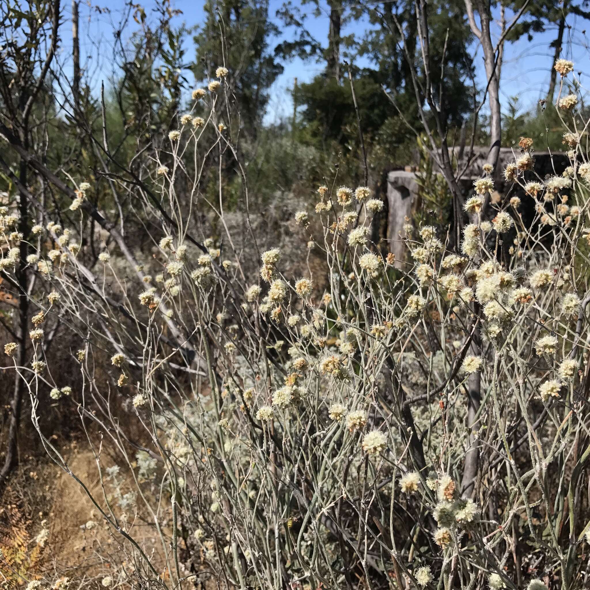 Imagem de Eriogonum nudum var. decurrens (S. Stokes) M. L. Bowerman