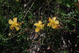 صورة Hypericum lalandii Choisy