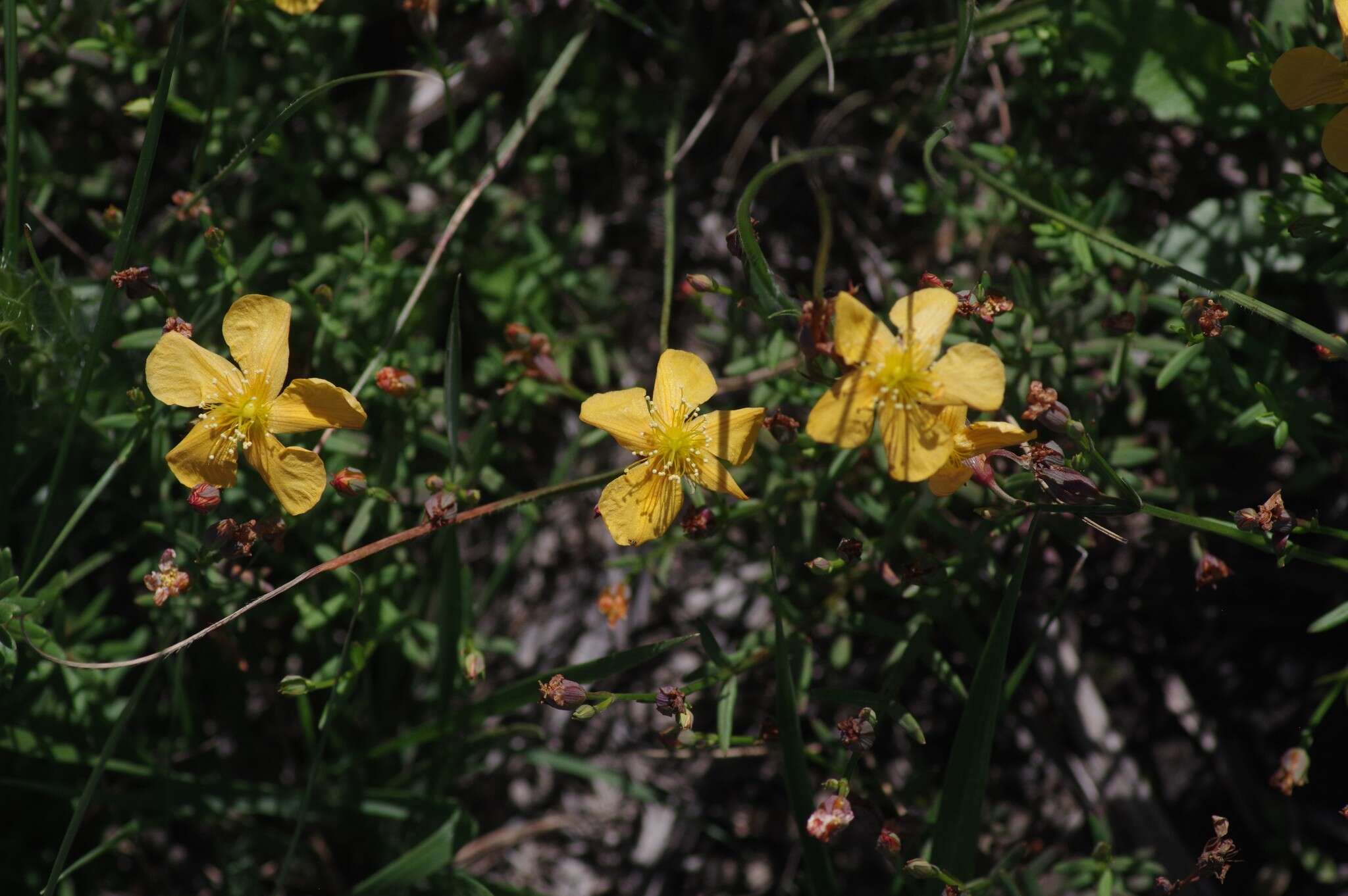 Image of Hypericum lalandii Choisy