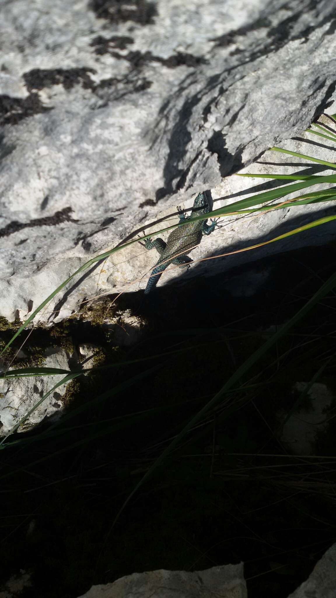 Image of Sharp-snouted Rock Lizard