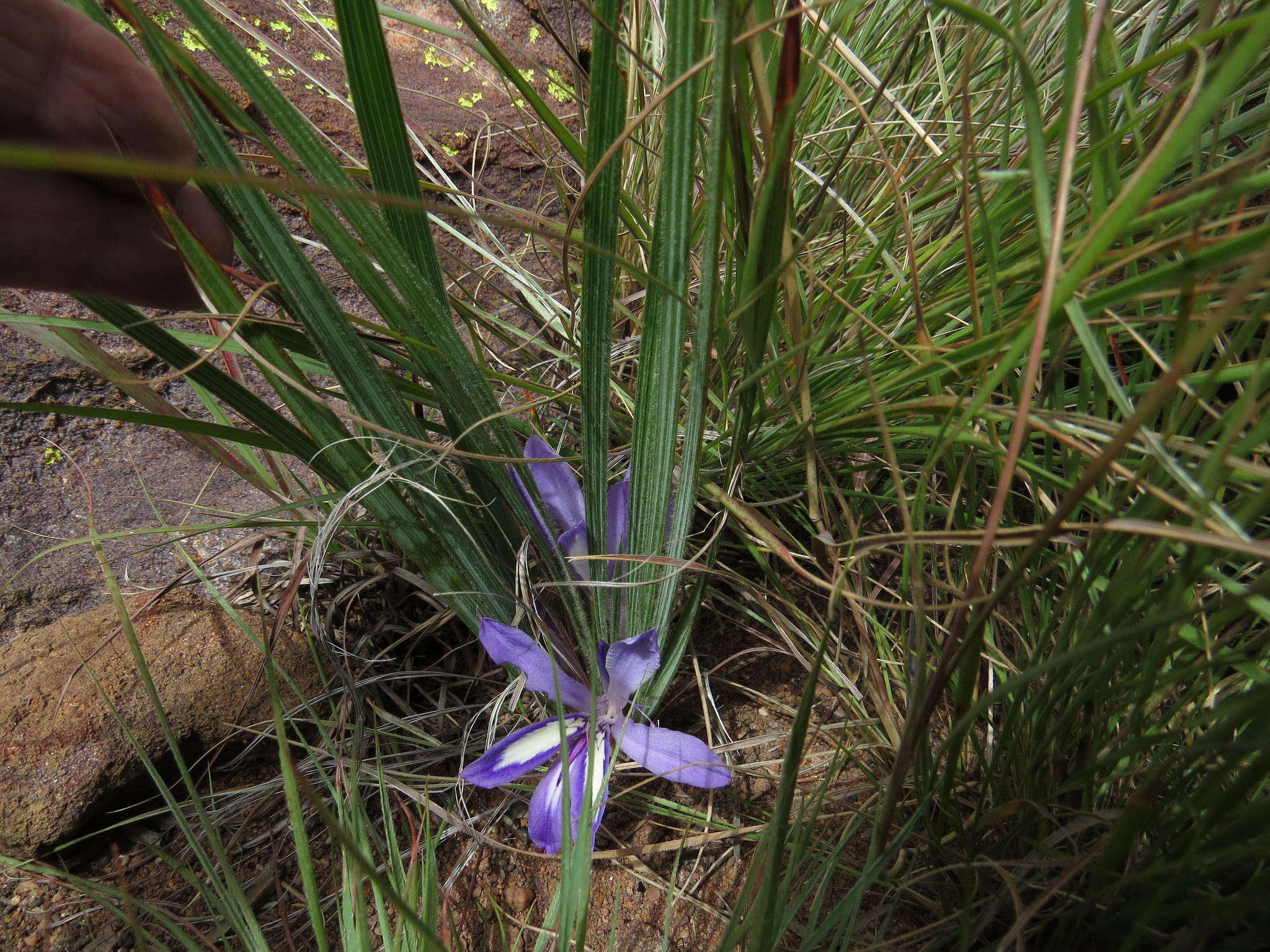 Image of Babiana bainesii Baker