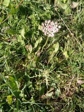 Imagem de Daucus carota subsp. maximus (Desf.) Ball