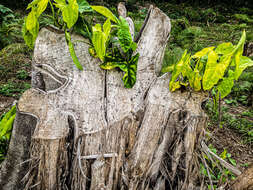 Ficus dendrocida Kunth的圖片