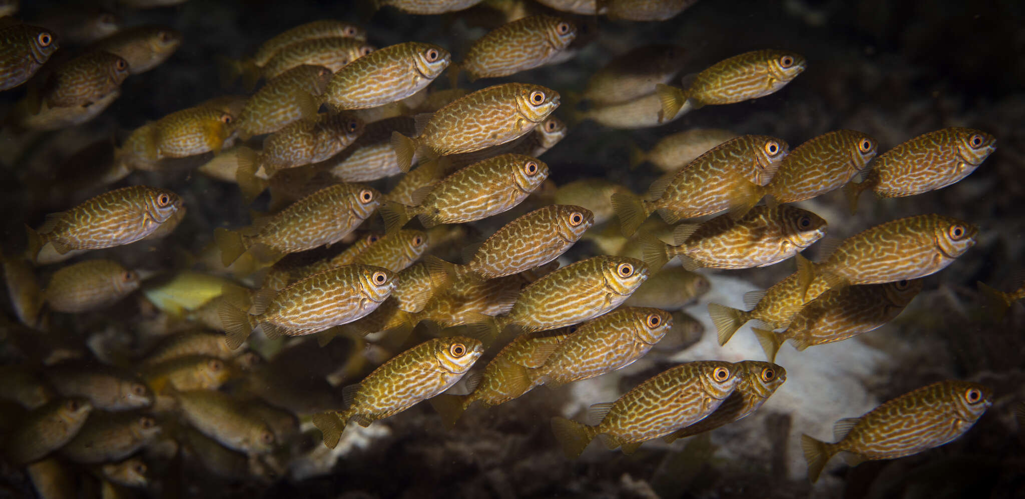 Image of Black spinefoot