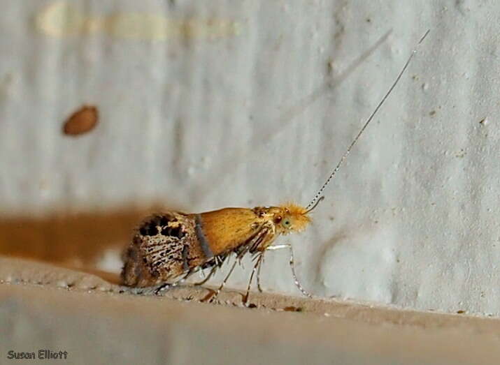 Image of Ridings' Fairy Moth