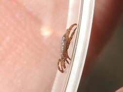 Image of Cayenne tick