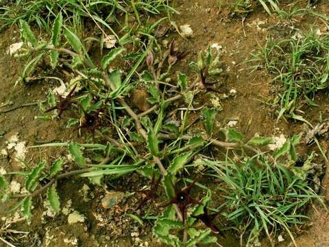 Imagem de Ceropegia foetidissima Bruyns