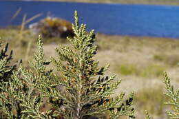 Image of Andicolea leptothamna (Mattf.) Mayta & Molinari