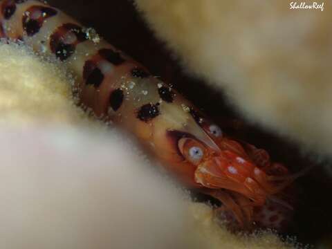 Image of coral snapping shrimp