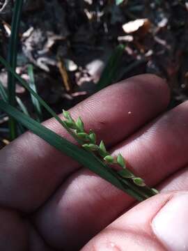 Image of lined sedge