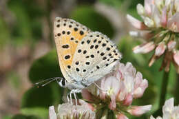 Image of <i>Lycaena ophion</i>