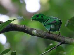 绿阔嘴鸟属的圖片