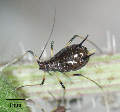 Image of Aphid
