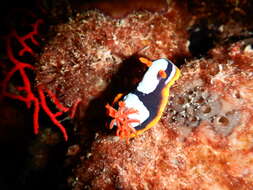 Image de Chromodoris westraliensis (O'Donoghue 1924)