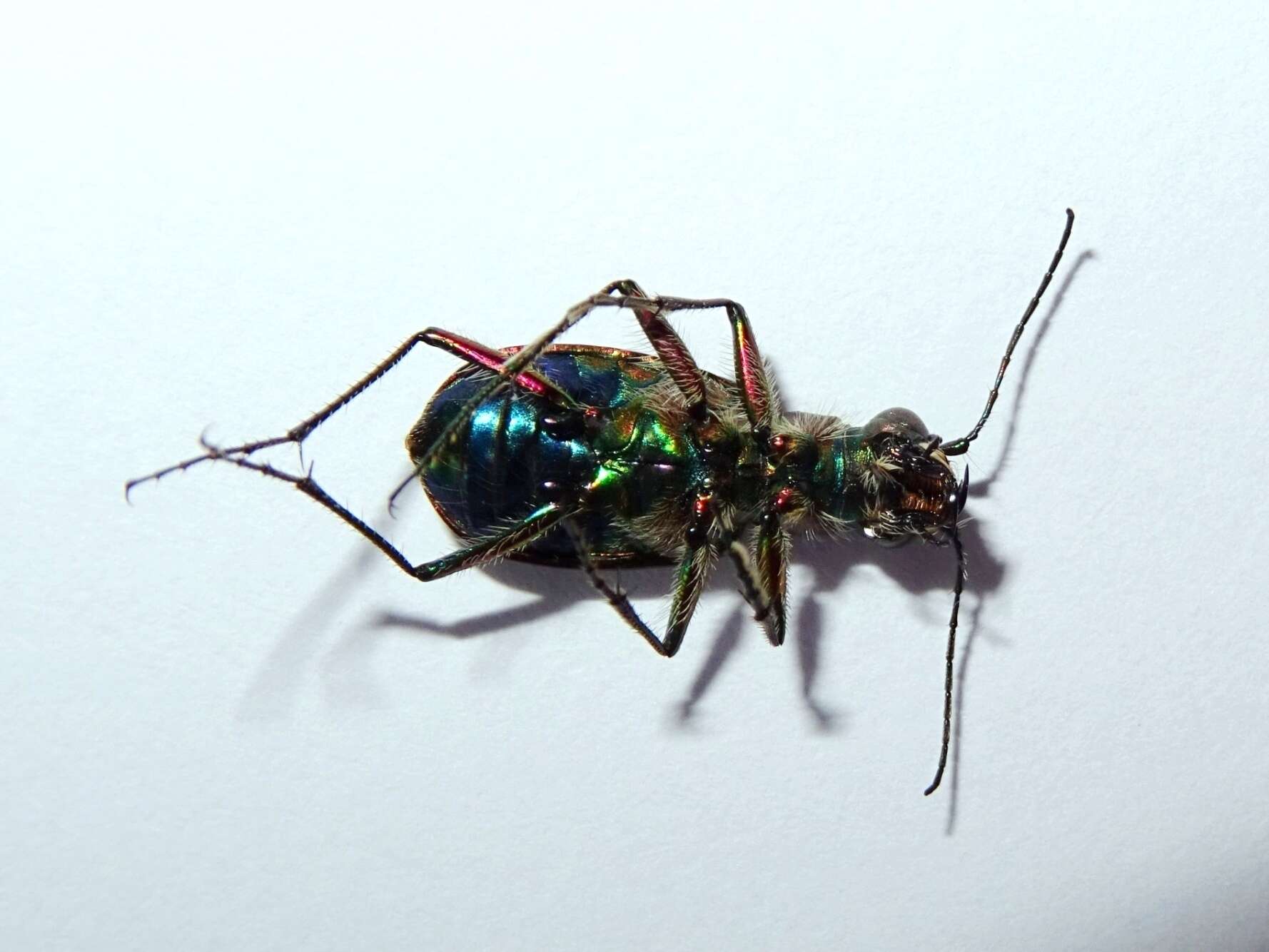 Image of Cicindela (Cicindela) turkestanica Ballion 1871