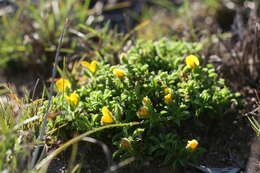 Image of Argyrolobium barbatum Walp.