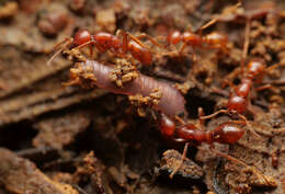 Image de Cheliomyrmex andicola Emery 1894