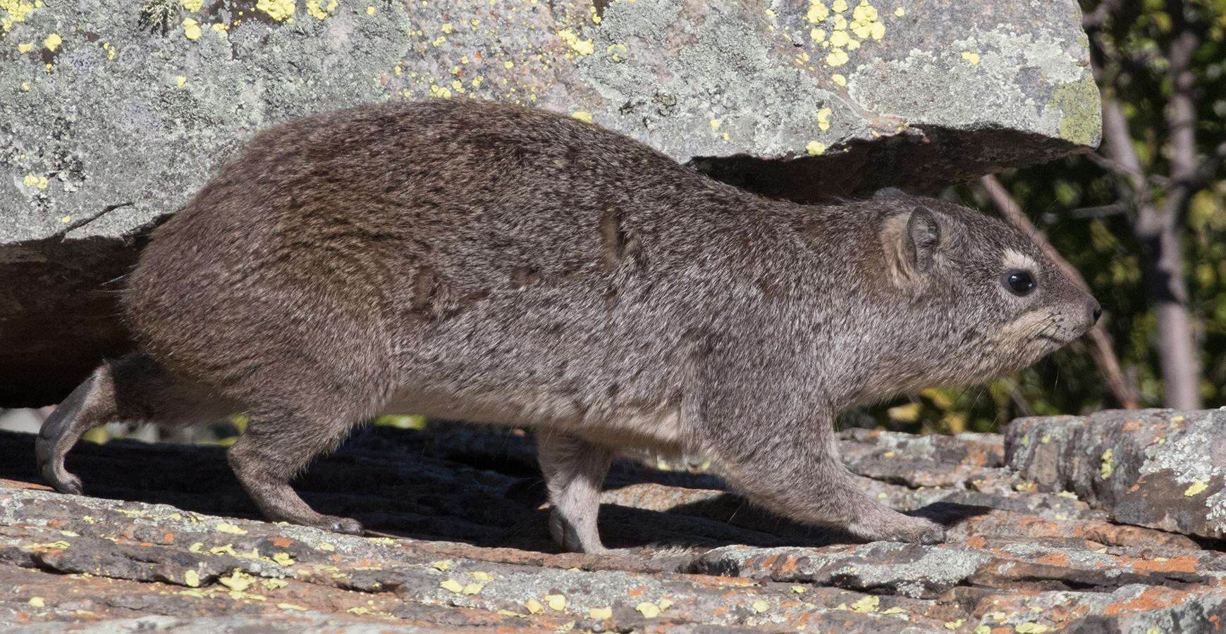 Слика од Heterohyrax brucei granti (Wroughton 1910)