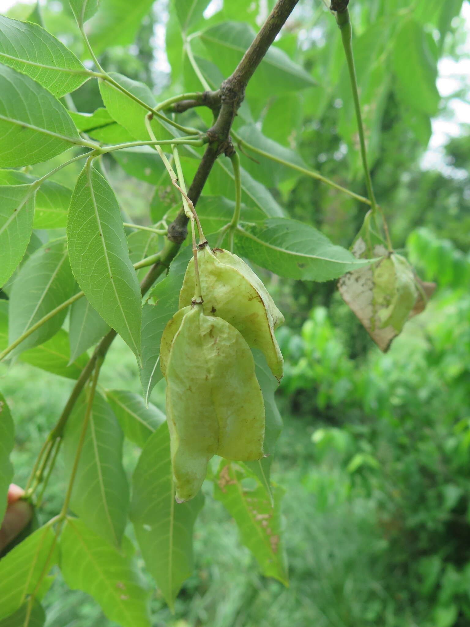 Imagem de Staphylea holocarpa Hemsl.